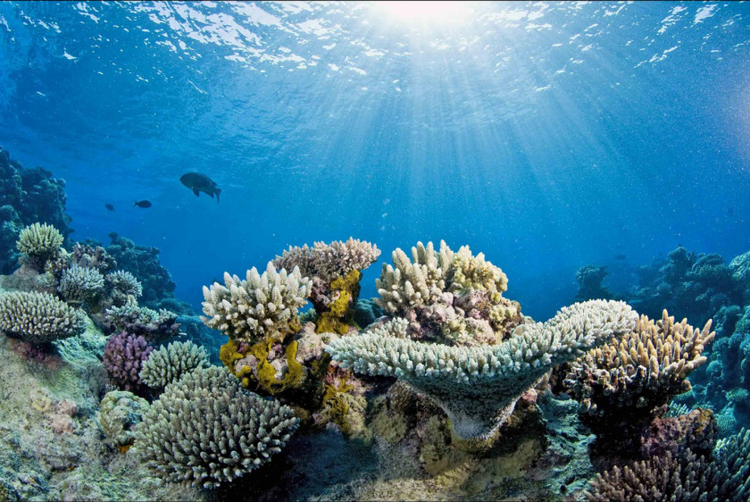Coral Great Barrier Reef World Ocean Bleaching PNG