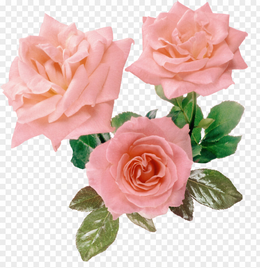 Flower Beautiful Picture,Pink Roses Rosa Gallica Pink Purple PNG