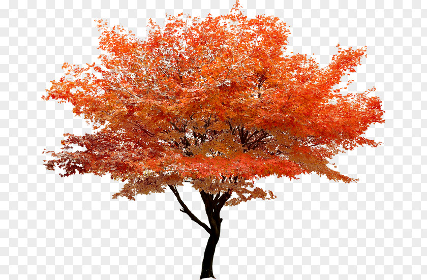 Autumn Red Tree Stands Scenery Maple Clip Art PNG
