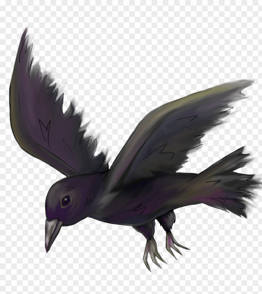 Bird Drawing Image Common Raven Pencil PNG