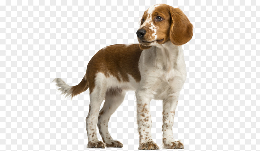 Springer Spaniel Welsh English Cocker Terrier Puppy PNG