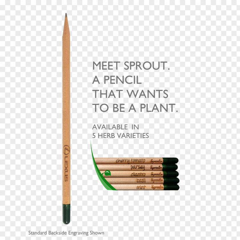 Sunflower Sprouts Growing Pencil Engraving Product Design PNG