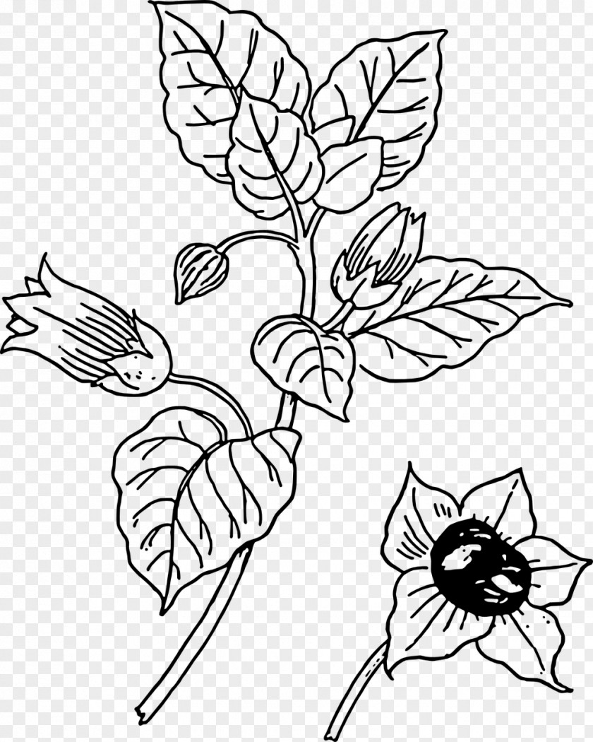 Black And White Flower Outline Belladonna Botany Clip Art PNG