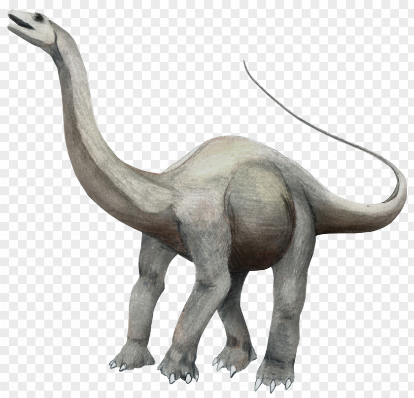 Dinosaur Apatosaurus Brontosaurus Brachiosaurus Triceratops Argentinosaurus PNG