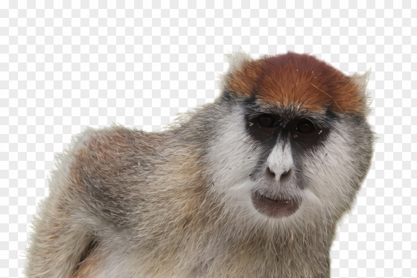 Patas Old World Monkey PNG