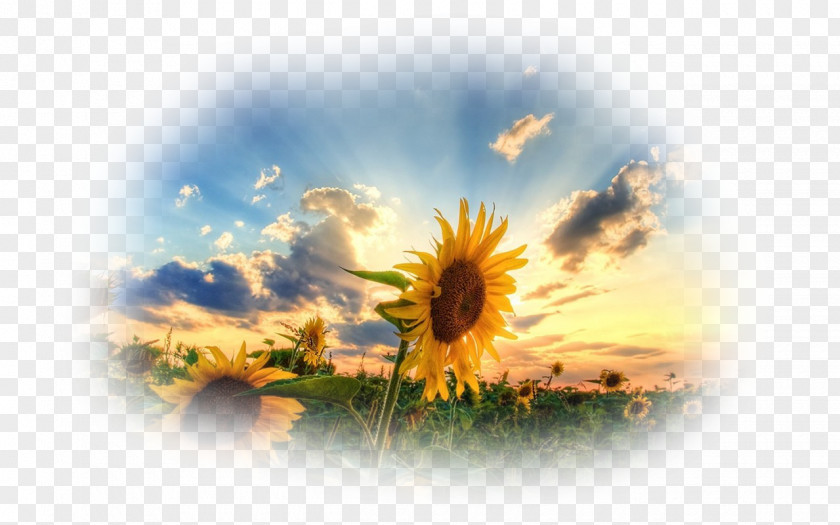 Sunflower Oil 1080p High-definition Television Desktop Wallpaper Video PNG