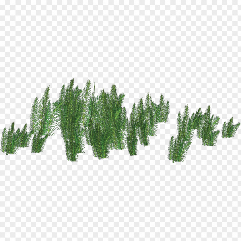 Balaur Ulquiorra Cifer Gigantoraptor Anzu Wyliei Pine Family Grasses PNG
