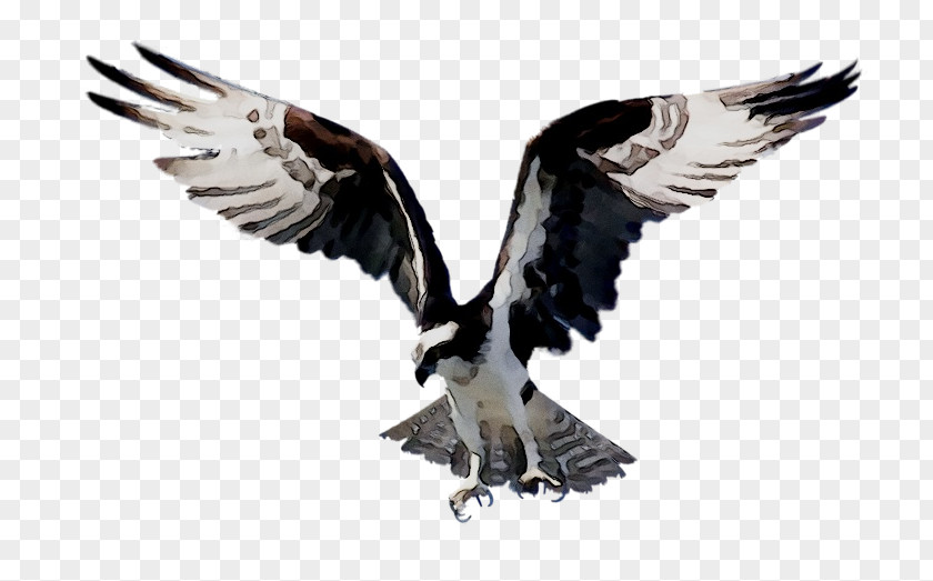 Bald Eagle Bird Of Prey PNG