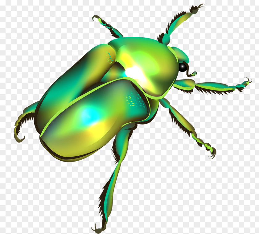 Cartoon Beetle Euclidean Vector Illustration PNG