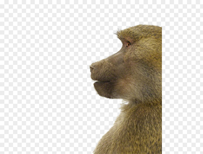 Monkey Watching The Side Elements Macaque Animal Portraits Gray Wolf PNG
