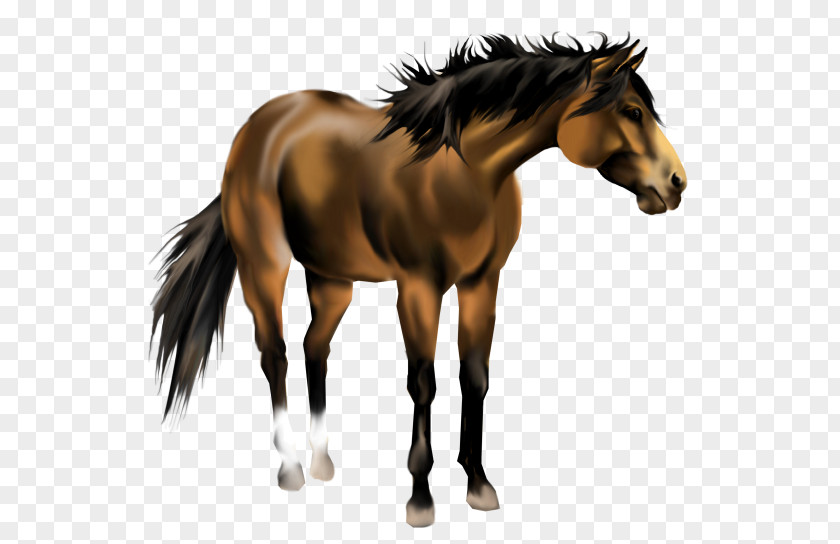 Pleasure Horse Cliparts American Paint Mustang Quarter Mane Pony PNG