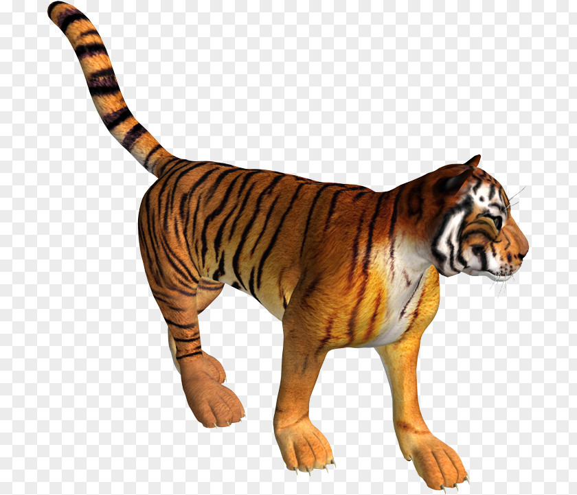 Tiger Lion Leopard PNG