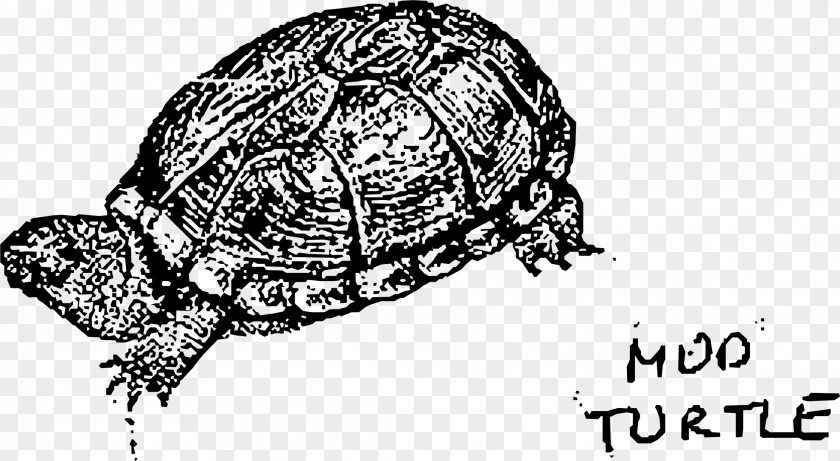 Turtle Box Reptile Tortoise Sea PNG