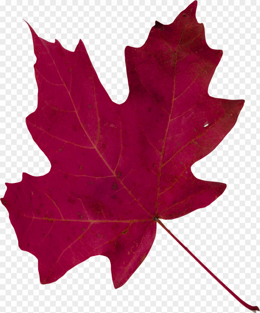 A Bunch Of Maple Leaves Leaf PNG