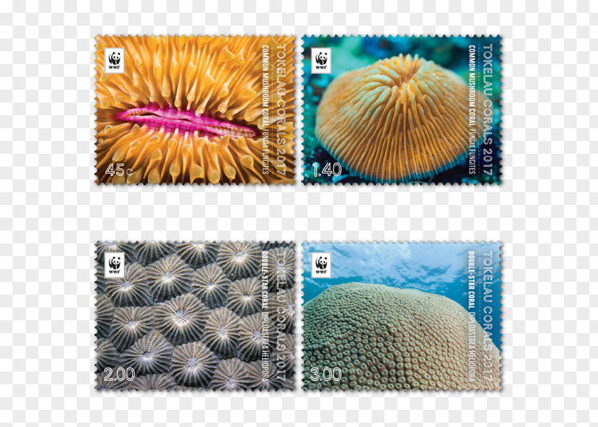 Australia Tokelau New Zealand Coral Niue PNG