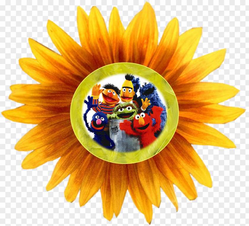 Common Sunflower Clip Art PNG