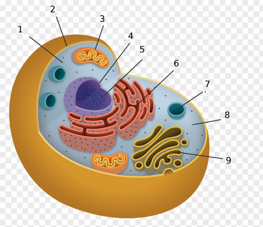 Cytoplasm Flyer Cell Organelles Biology PNG