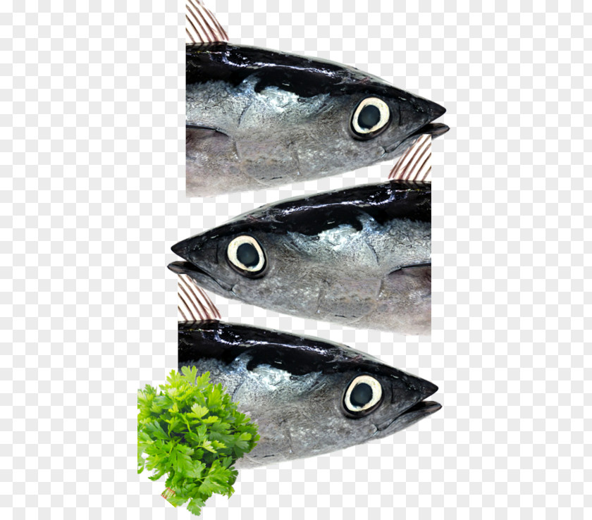 Italy Mackerel Organic Food Parsley Animal Source Foods PNG