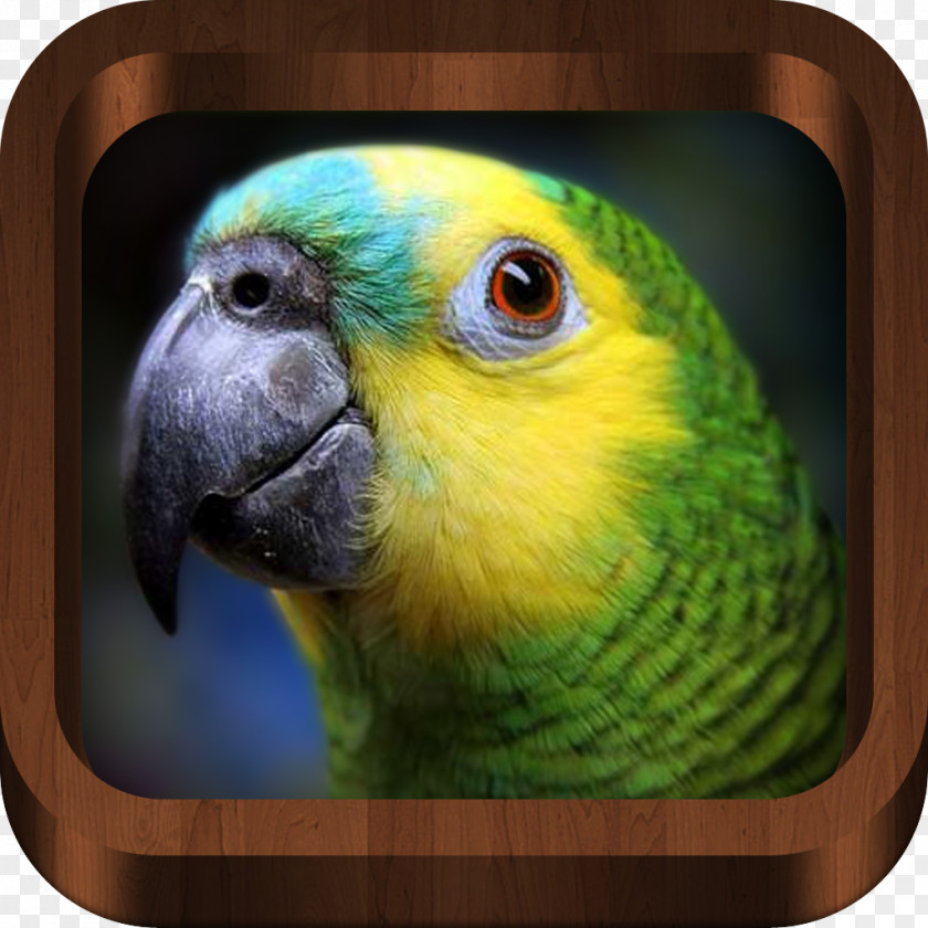 Macaw Turquoise-fronted Amazon Parrot White-fronted Yellow-naped Yellow-crowned PNG
