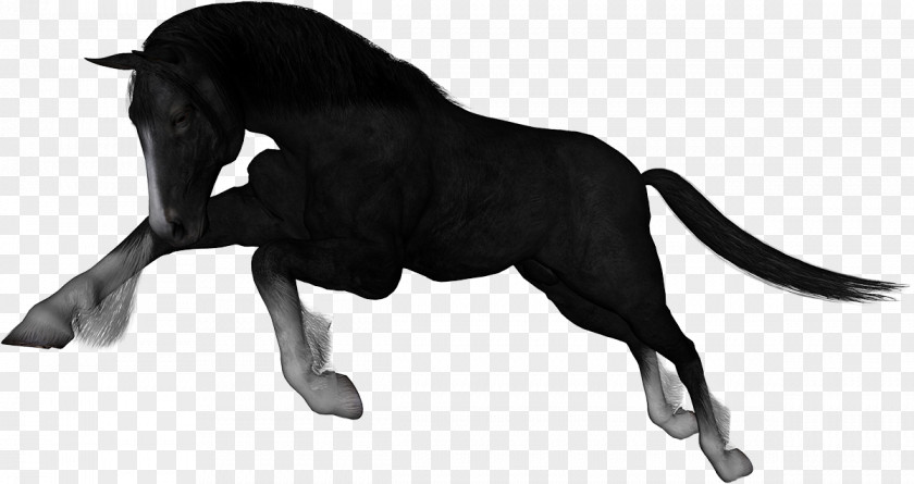 Mustang Rein Stallion Clip Art PNG
