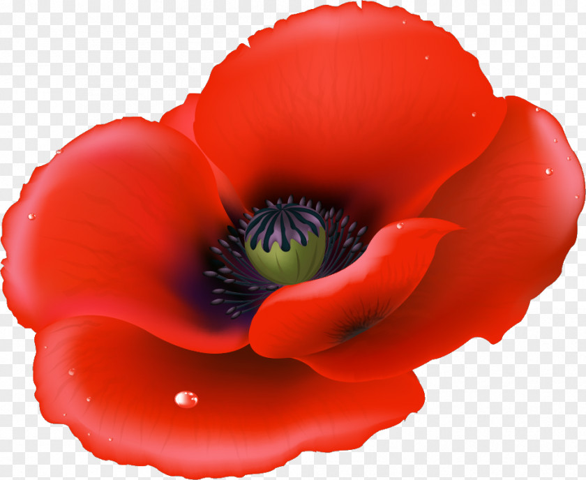 Poppy Stock Photography Flower Clip Art PNG