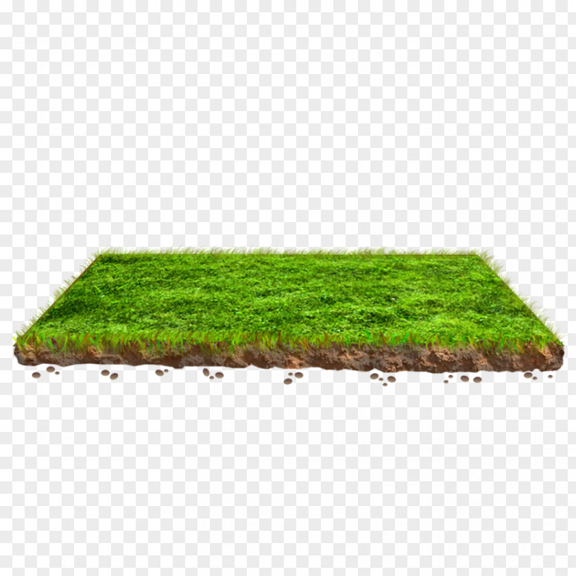 SOIL Lawn Grasses Plant Rectangle Family PNG