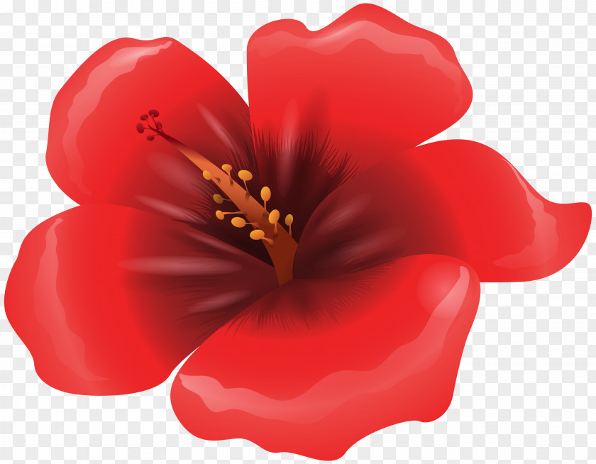 Large Red Flower Clipart Image Poppy Flowers Clip Art PNG
