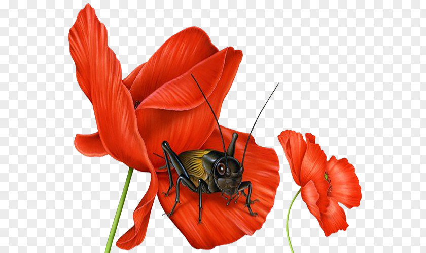Red Flower Cricket Illustration Thats Creepy! Big Book Of Bugs The National Zoo And Conservation Biology Institute What Is A Reptile? Explorers: Whales Dolphins PNG
