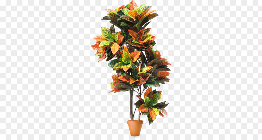 Tropical Garden Cut Flowers Houseplant Tropics PNG