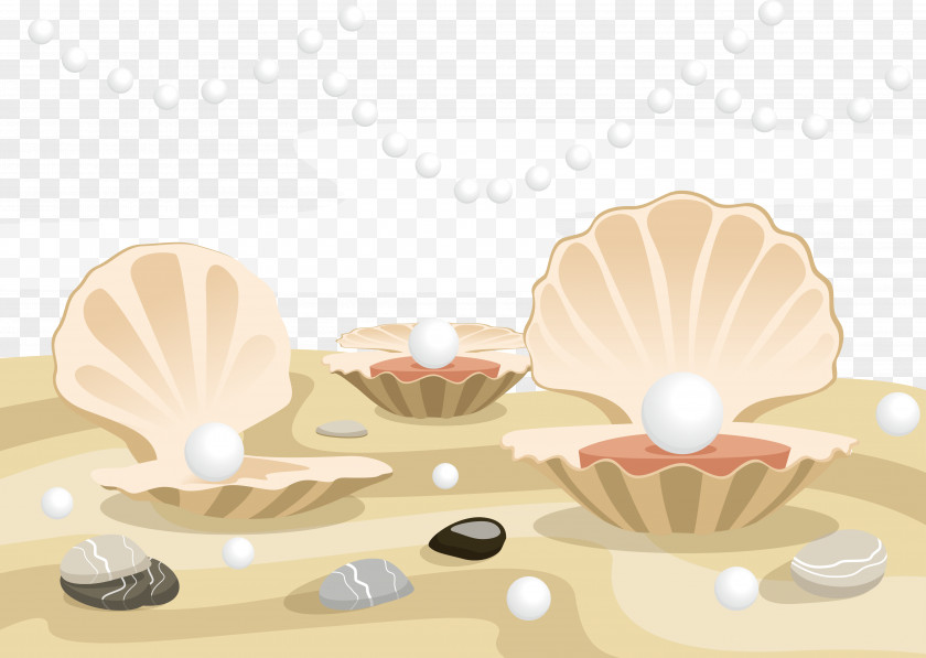 Vector Pearl Shell Oyster Clam Seashell PNG
