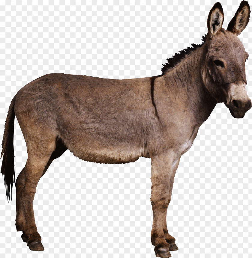 Donkey Donkeys In North America Horse Mule PNG