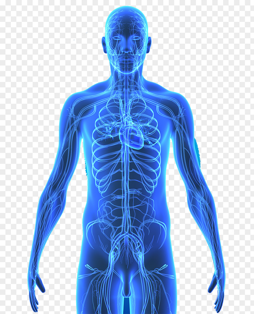 Human Body Skeleton Circulatory System Organ Patient PNG body skeleton system Patient, human, blue human digital anatomy clipart PNG