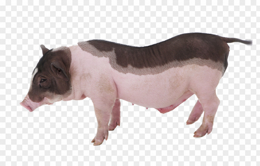 Melancholy Pet Pig Miniature Piglet Cuteness Grishuvud PNG