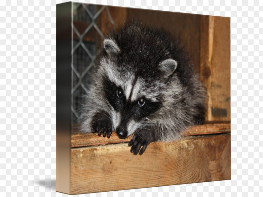 Raccoon Whiskers Gallery Wrap Viverrids Fur PNG