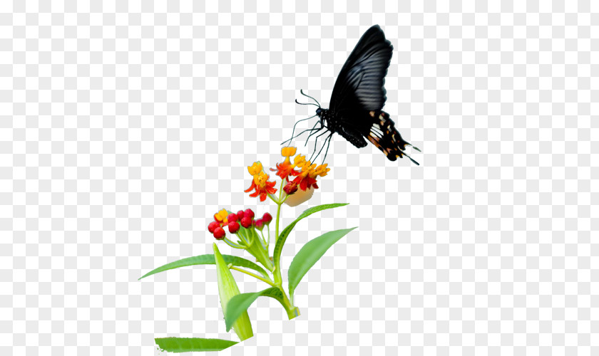 Sunflower Butterfly Nymphalidae Nectar Flower Pollen PNG