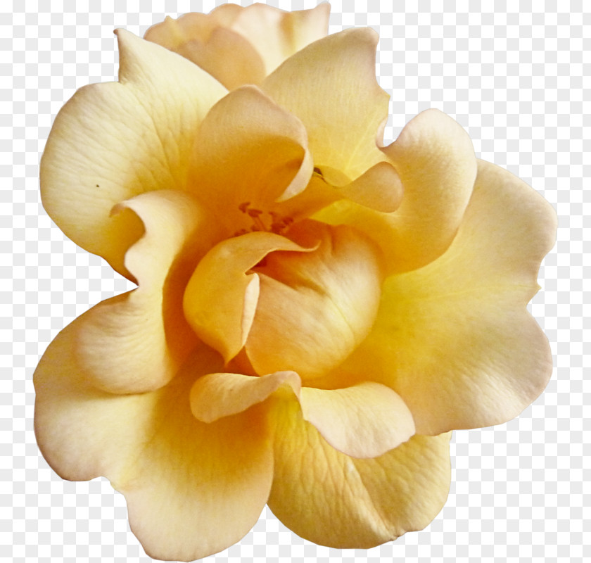 Flower Garden Roses Yellow Scrapbooking PNG