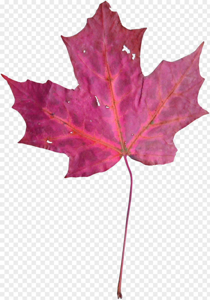 Purple Maple Leaf Violet Euclidean Vector PNG