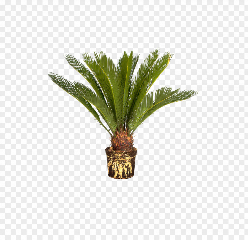 The Sago Palm Trees Garden Plants PNG