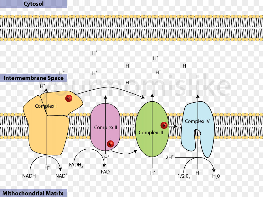 Artificial Respiration Electron Transport Chain Cellular Redox Transfer PNG