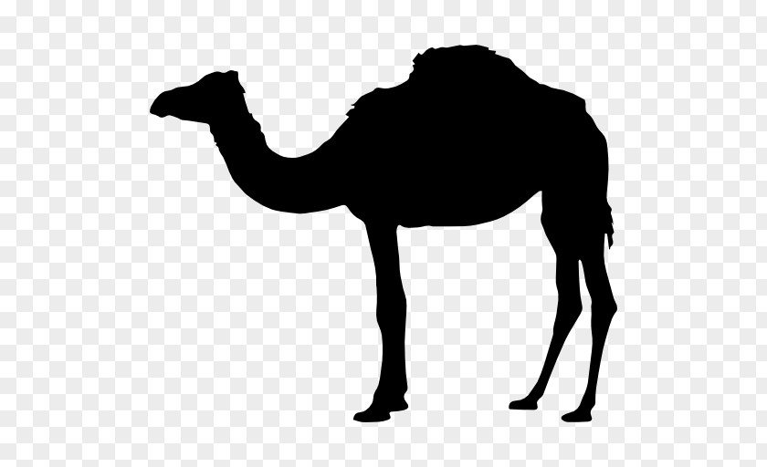 Bactrian Camel Vector Graphics Image Clip Art PNG