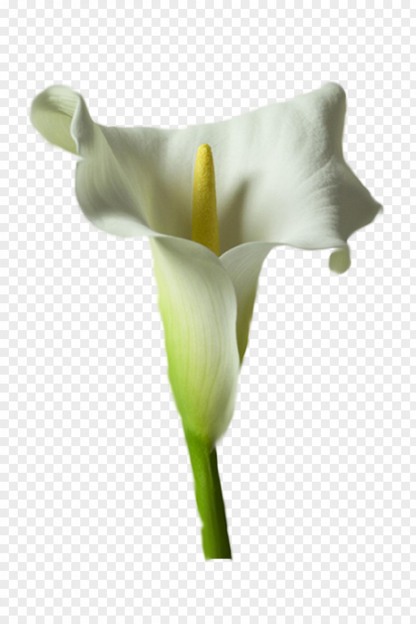 Callalily Arum-lily Flower Drawing Tulip Picture Frames PNG
