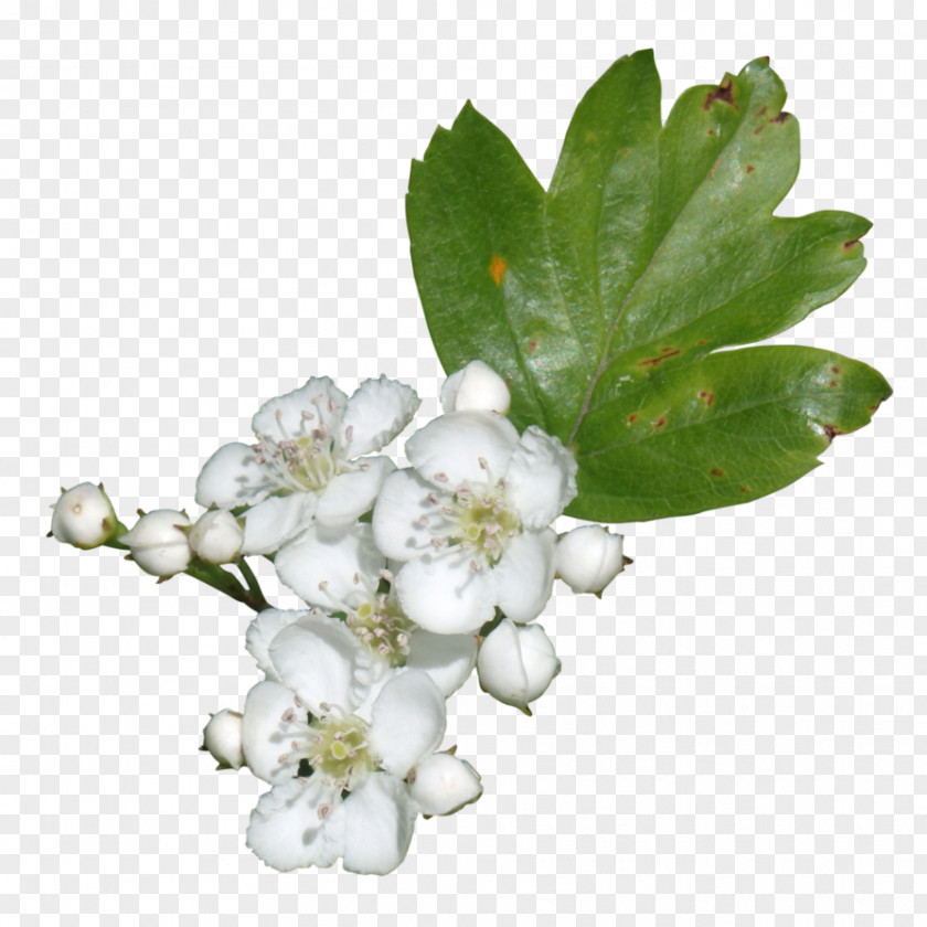 Lily Of The Valley Subshrub PNG