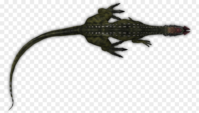 Lizard Gecko Alligators Amphibian Terrestrial Animal PNG