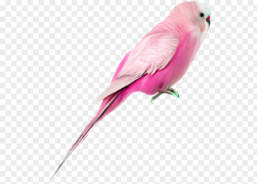 Pink Parrot Hummingbird Galah Painting PNG