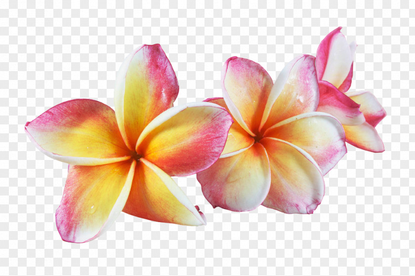 Pretty Frangipani Pull Material Free Flower Euclidean Vector Watercolor Painting PNG