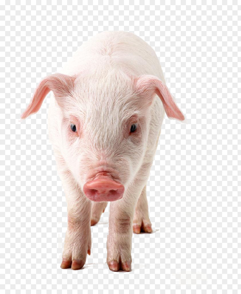 Coming Towards Pigs Domestic Pig Download Clip Art PNG