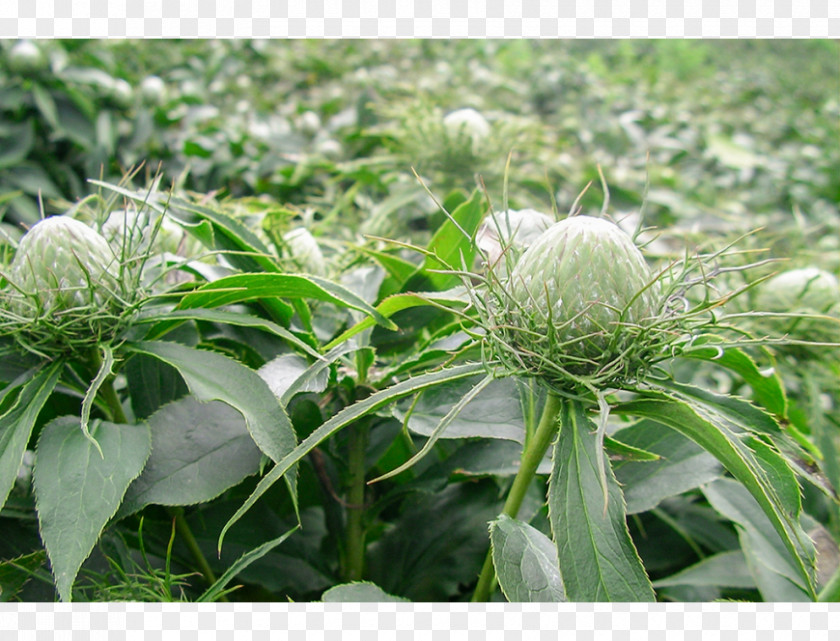 Duoc Bai Zhu Traditional Chinese Medicine Root Medicinal Plants PNG