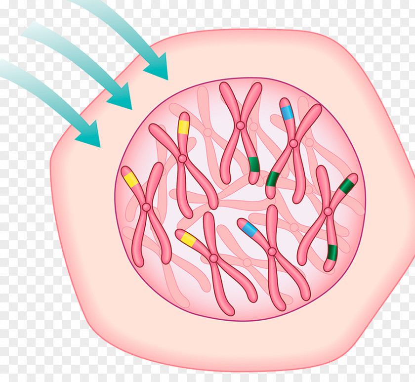 Fertilized Egg Effect Map Cell Carcinogen Chromosome Drawing Illustration PNG