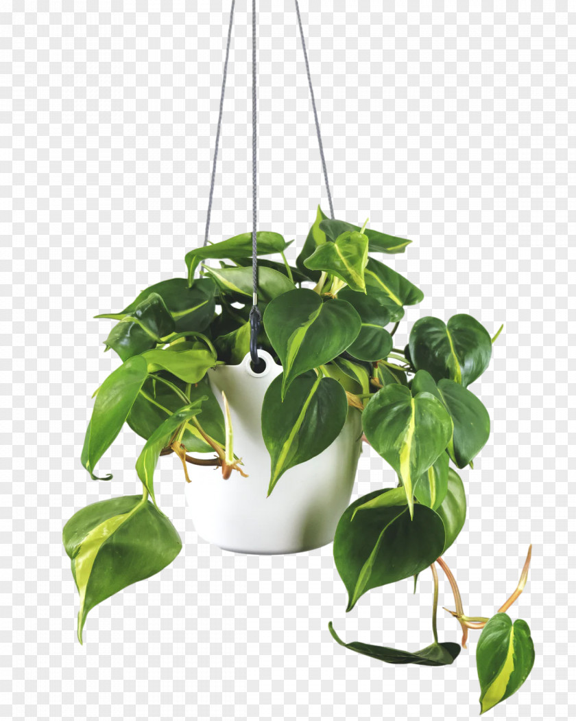 Flowerpot Ornamental Plant Branch Tree Leaf PNG