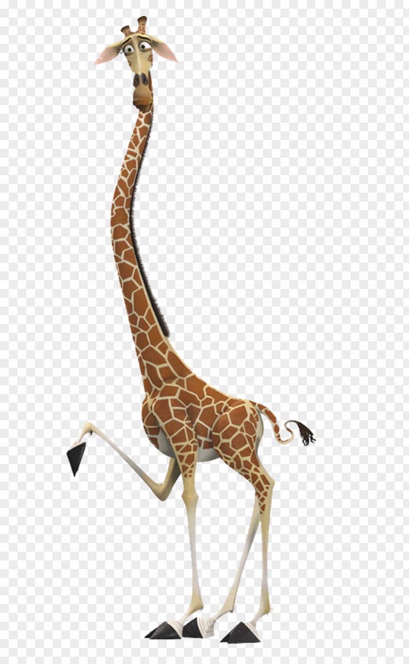 Giraffe Melman Gloria Alex Madagascar PNG